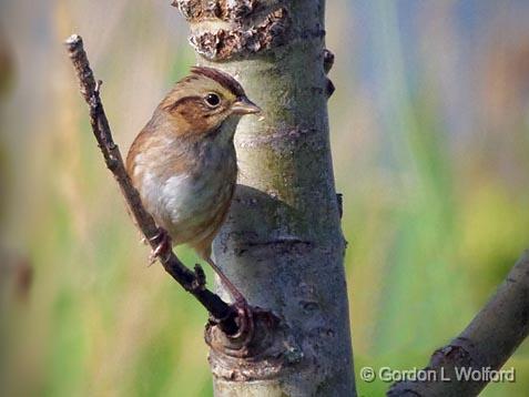 Swamp Sparrow_51190.jpg - Swamp Sparrow (Melospiza georgiana) photographed near Lindsay, Ontario, Canada.